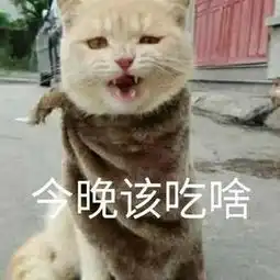  猫咪表情包我饿啦,等次饭饭