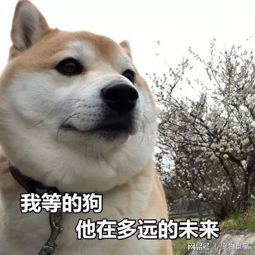  七夕单身狗表情包大盘点之二柴犬单身狗的日子你们懂吗