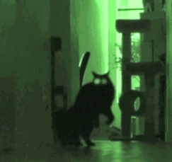  证明猫咪其实是恶魔的几张图