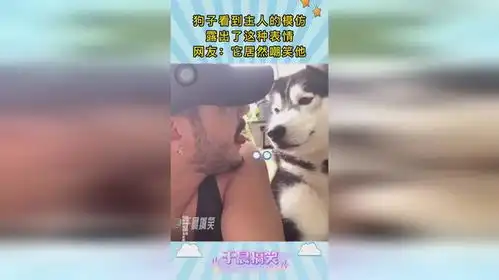  狗子看到主人的模仿,露出了这种表情,网友它居然嘲笑他