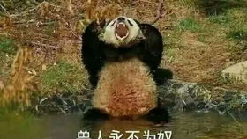  守望先锋源氏cv的互动