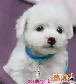  批发价出售纯正法系卷毛比熊上海正规犬舍