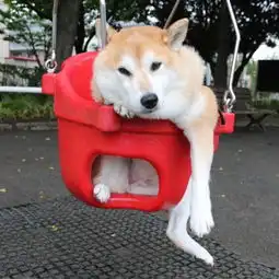  柴犬爱玩荡秋千飞高高一旦停下来秒变流氓脸...