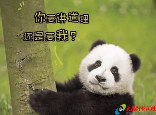胖肉表情包白色大熊猫