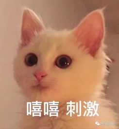  昕薇模特一姐成过期网红,却误打误撞整成了台湾富二代收割机