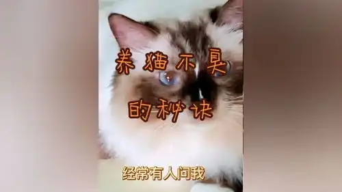  猫咪今日份小可爱已上线家有萌宠可爱的小猫咪喵星人养猫不臭的秘诀