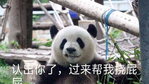  20181222萌兰试图踩红筒见萌大哥,被摔