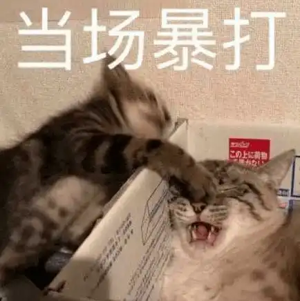 在线表情包沙雕一夜新娘