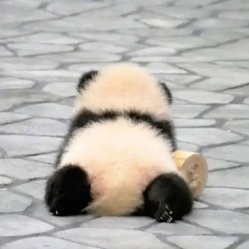  今日表情推荐,72