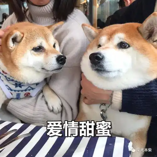  柴犬多少钱一只有哪些注意事项