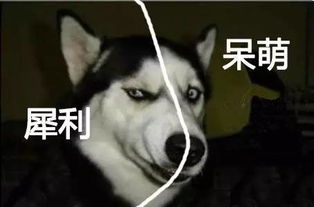  纯天然的动物表情包生物达人必备一