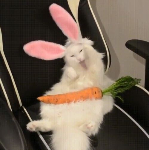  这只猫不对兔子成精啦