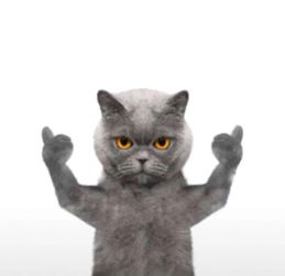 猫爪系列表情包蓝猫