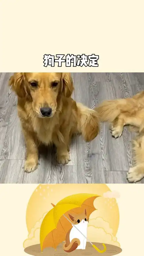 咩咩子表情包金毛