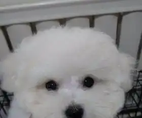 比熊图片表情包爱狗