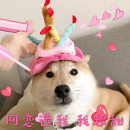  表情包一只叫做芋圆的魔性柴犬