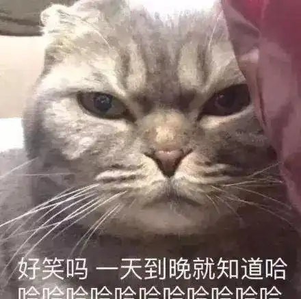  家有丑猫,猫咪的颜值,可真是一个迷啊