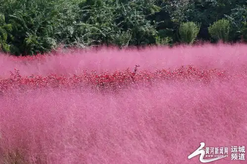 运城粉黛乱子草浪漫绽放遇见粉色的秋天 运城粉黛乱子草浪漫绽放遇见粉色的秋天