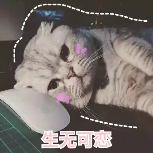 猫咪表情包第二波丨美丽的皮囊and有趣的灵魂,朕都有  猫咪表情包第二波丨美丽的皮囊and有趣的灵魂,朕都有