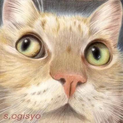  手绘插画她的猫丨王氏教育集团