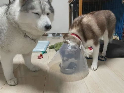  他开创了伊丽莎白圈的新用法旁边的狗子都羡慕哭啦