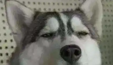 狗头图片表情包哈士奇道