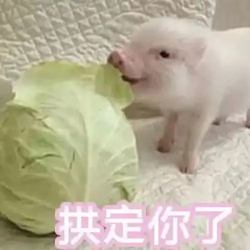  表情猪拱白菜表情包
