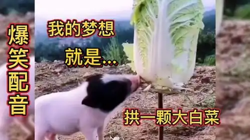  小小年纪猪就拱着大白菜,这是一只有野心有梦想的猪