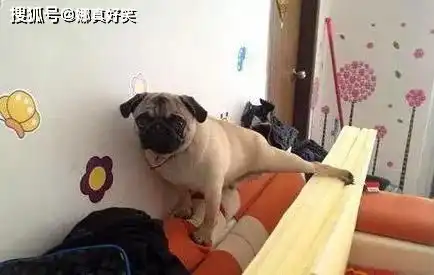 搞笑gif伴娘藏鞋子,这谁能找的到啊