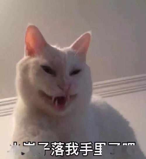  说真的,我劝你们不要轻易养宠物