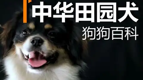  行走的表情包日本柴犬