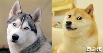 哈士奇与柴犬的世纪大对决谁才是表情之王