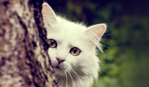  宠物猫调皮的生活,摇头摆尾让人喜欢