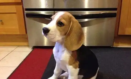  比格猎犬智商排名,聪明的比格犬为什么很少人养