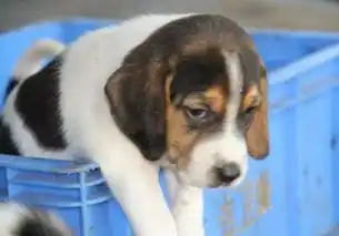  玉溪哪里可以买到比格猎犬比格犬好养吗纯种比格出售