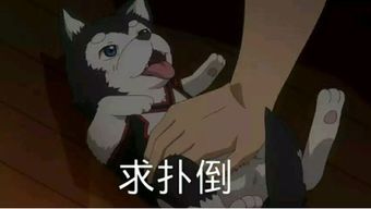  脑残楼主的黑篮表情包