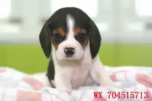  美好生活从拥有一条米格鲁比格小猎犬开始专业繁殖