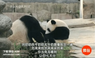  熊猫拍了部电视剧,比鲜肉剧好看一百倍