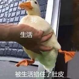 冲鸭类似的表情包抖音