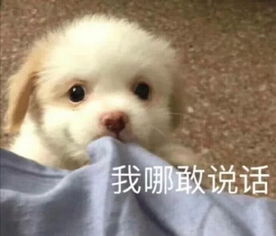 你解放了表情包血命