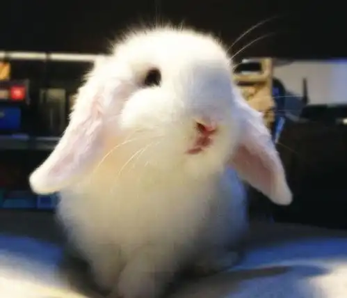  兔兔睡到一半被叫醒,主人还不给吃的,下一秒他的表情笑到腹痛