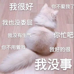  全新猫咪表情包,拿走不谢