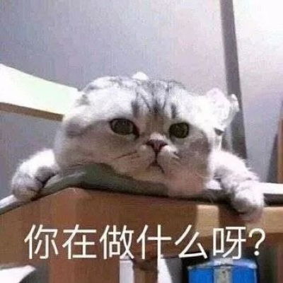  微信猫咪头像可爱大全带字等一个你等一个爱情