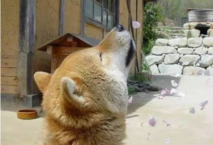  柯基柴犬二哈,没想到这些活在表情包里熟悉的狗狗身影,已经离世