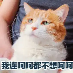  一组萌萌哒小猫咪表情包
