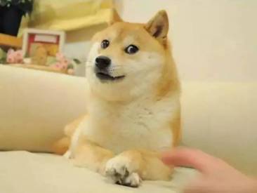  柴犬为什么叫戏精看了这些表情包你就知道了