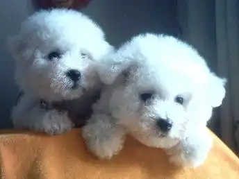  图长期繁殖比熊犬各类纯种名犬签协议天津宠物狗
