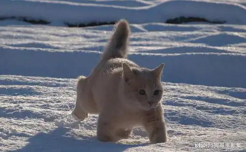  猫咪为啥不抗冻与这几个原因有关,怕冷的猫咪会有这些行为