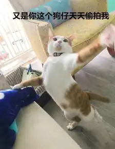  微博上那些超高人气的网红猫,背后真实的生活竟然是这样的