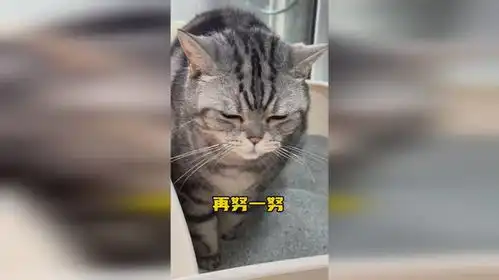 真怂表情包养猫